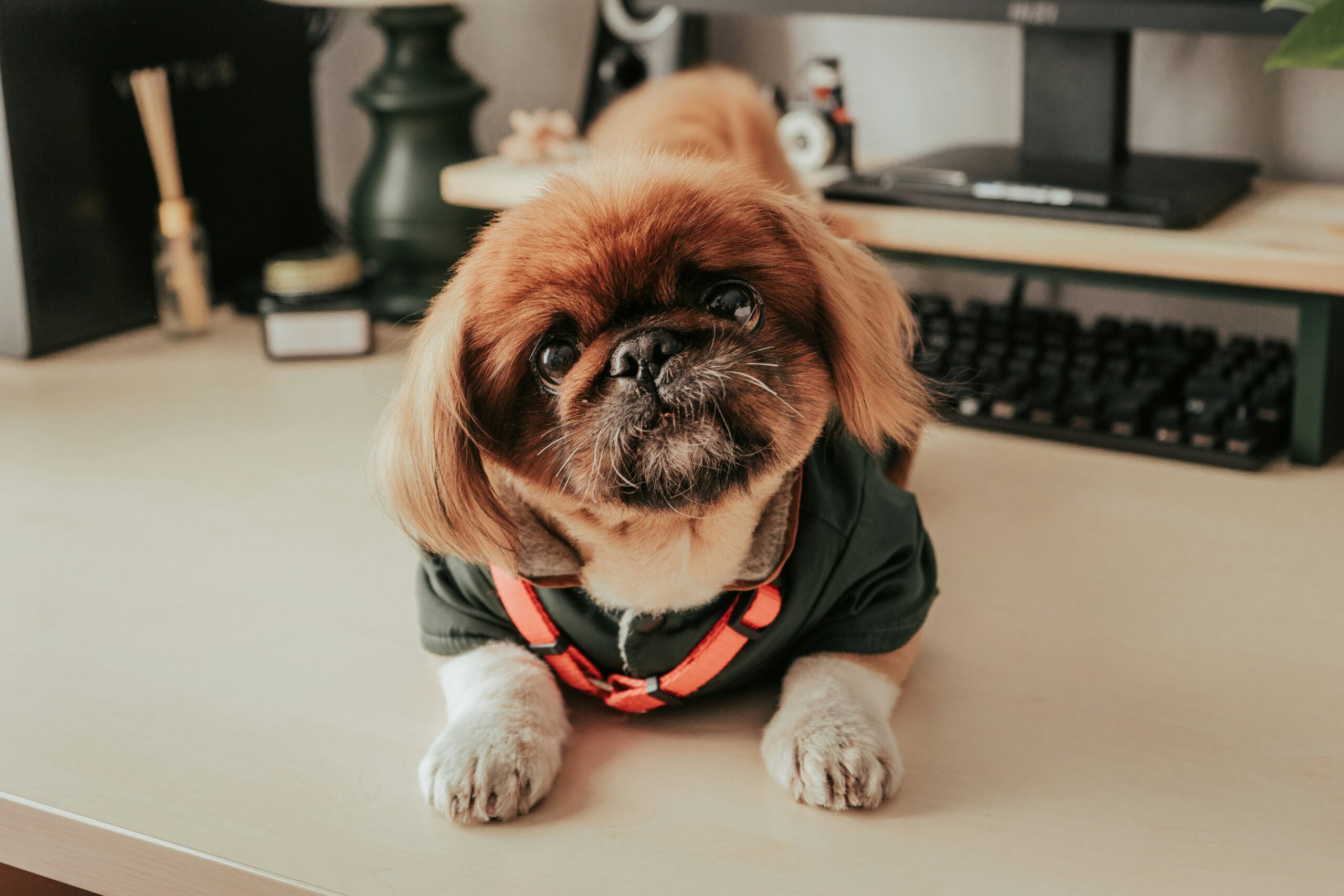 A small brown dog wearing a green jacket with an orange harness stands on a desk in front of a computer keyboard.